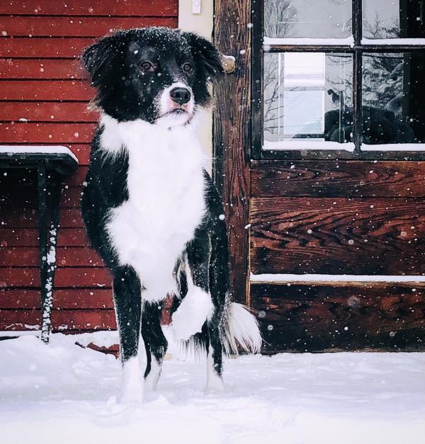 /Images/uploads/Louies Legacy Animal Rescue/cutest-rescue-pet-2023/entries/28051thumb.jpg